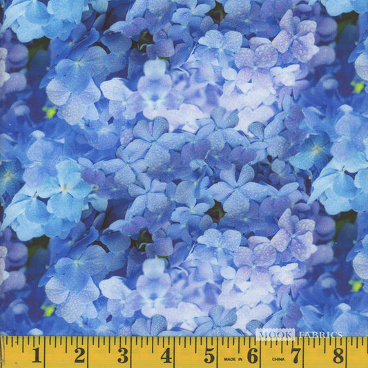 Blue Hydrangea